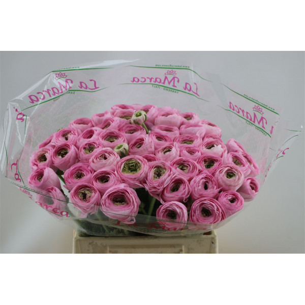 Ranunculus Cloni Aex Confetto 45cm A1