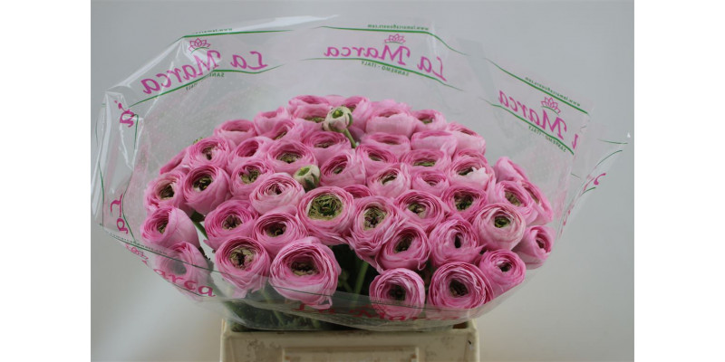 Ranunculus Cloni Aex Confetto 45cm A1