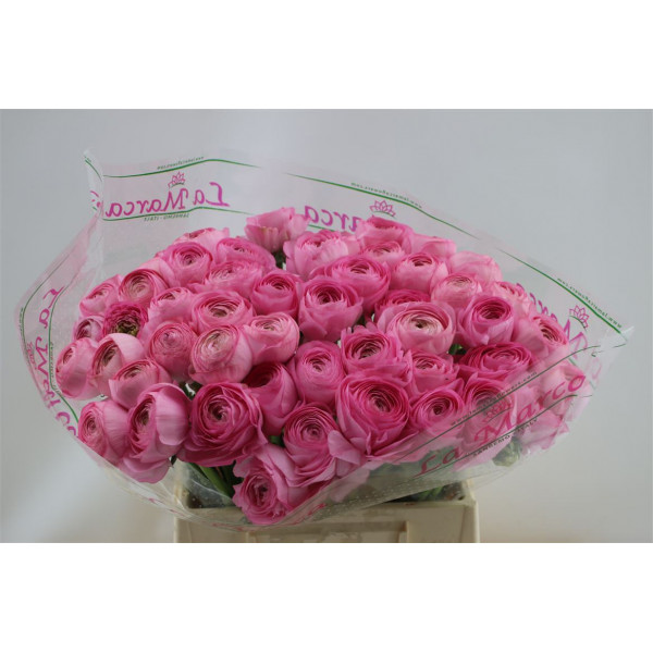 Ranunculus Cloni Aex Favola (pink) 45cm A1