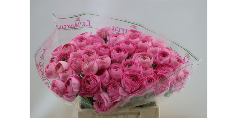 Ranunculus Cloni Aex Favola (pink) 45cm A1