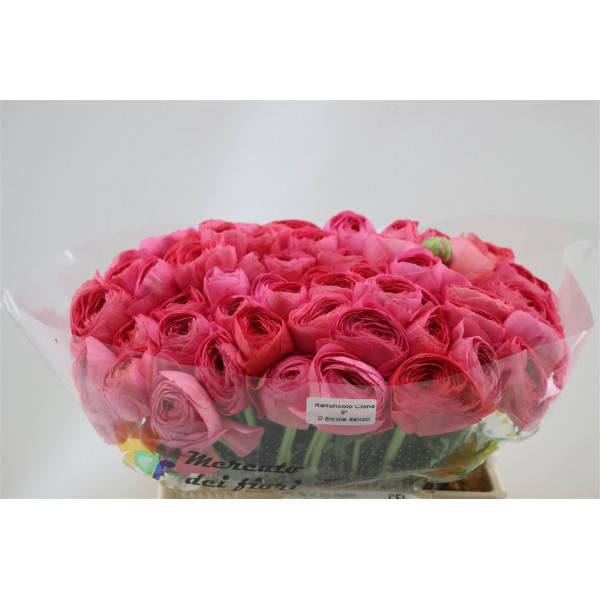 Ranunculus Cloni Aex Fragolino 45cm A1