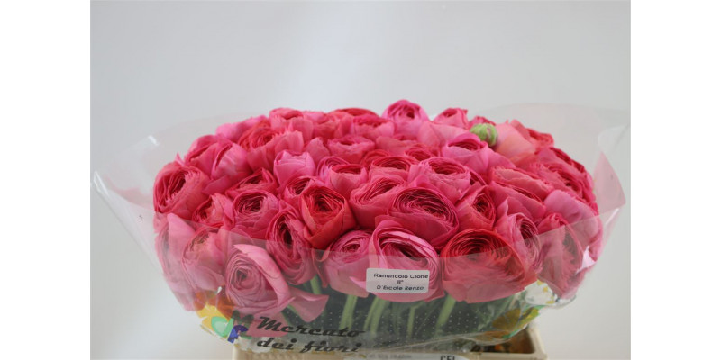 Ranunculus Cloni Aex Fragolino 45cm A1