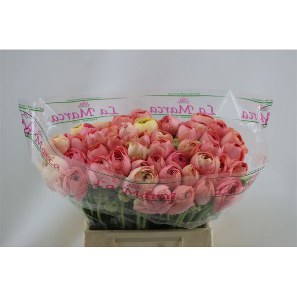 Ranunculus Cloni Aex Grand Pastel 45cm A1