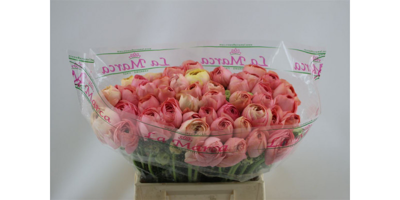 Ranunculus Cloni Aex Grand Pastel 45cm A1