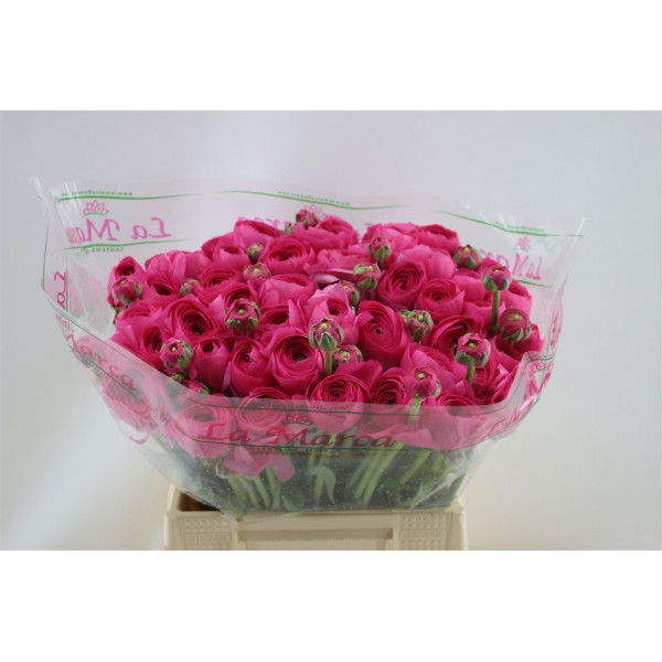 Ranunculus Cloni Aex Hot Pink 45cm A1