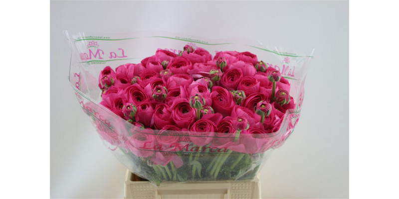 Ranunculus Cloni Aex Hot Pink 45cm A1