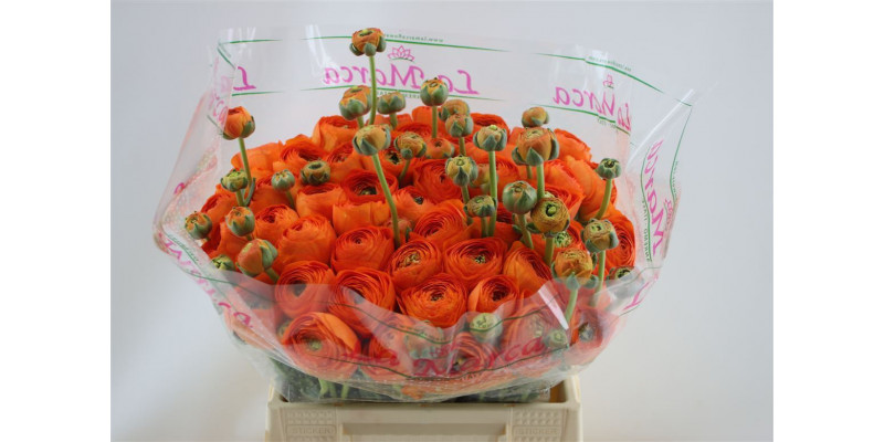 Ranunculus Cloni Aex Lambada 45cm A1