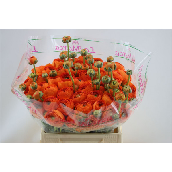 Ranunculus Cloni Aex Lambada (orange) 45cm A1