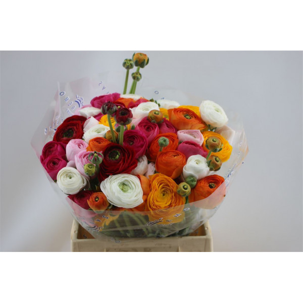 Ranunculus Cloni Aex Mix 45cm A1