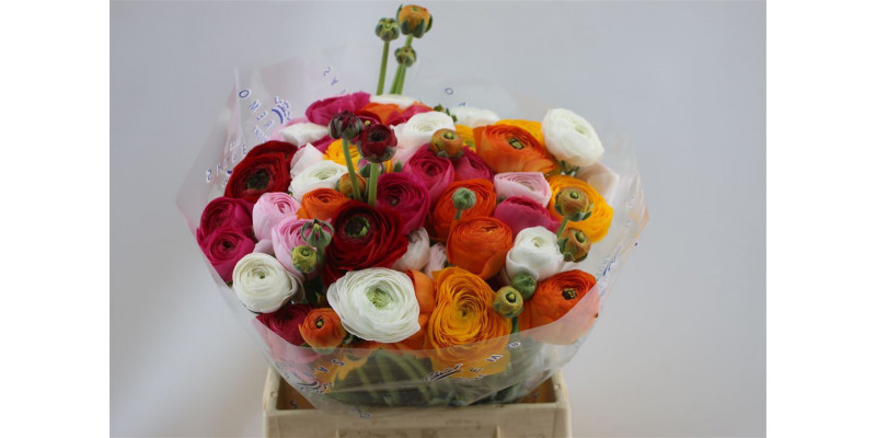 Ranunculus Cloni Aex Mix 45cm A1