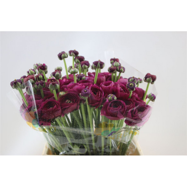 Ranunculus Cloni Aex Renoir (violet) 45cm A1