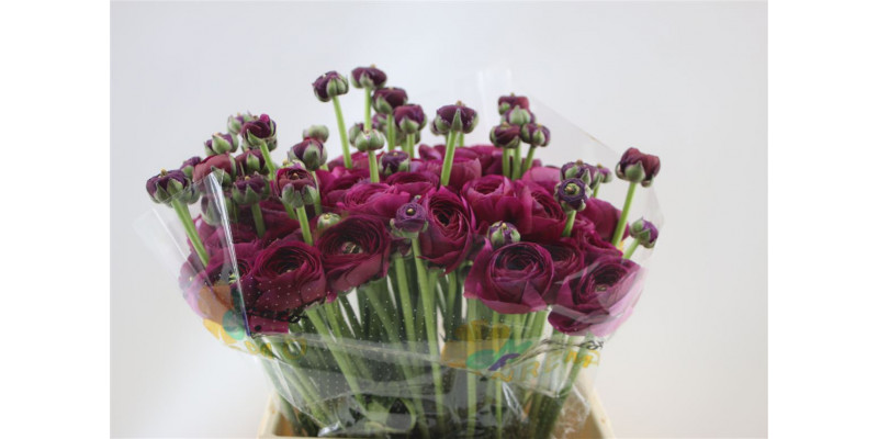 Ranunculus Cloni Aex Renoir (violet) 45cm A1