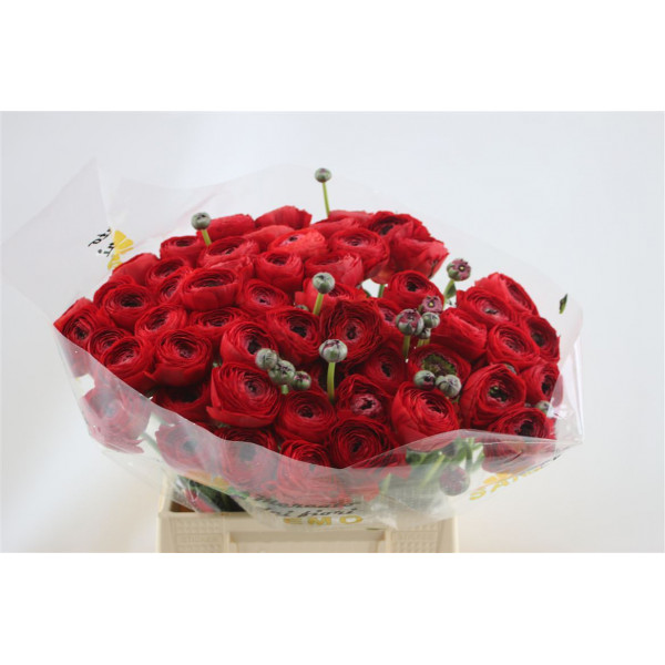 Ranunculus Cloni Aex Tango 45cm A1