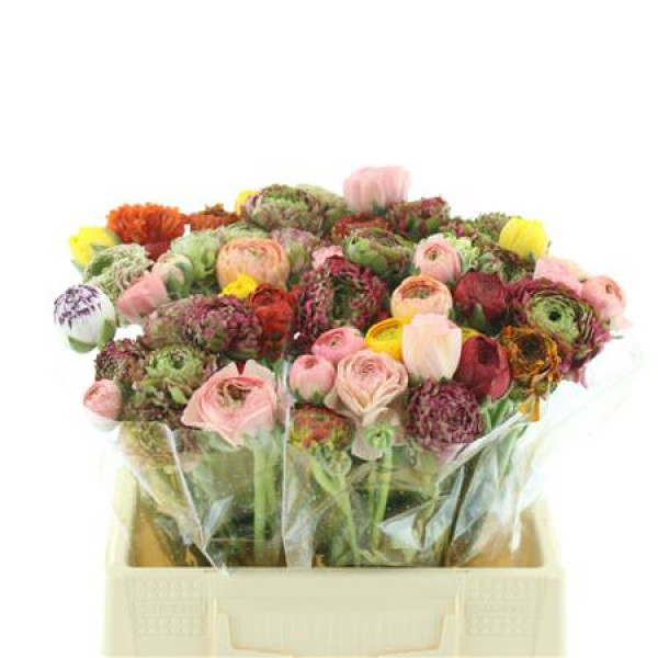 Ranunculus Cloni-ponpon Mix In Bunch Extra 40cm A1