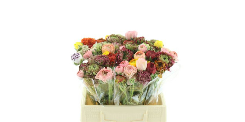 Ranunculus Cloni-ponpon Mix In Bunch Extra 40cm A1