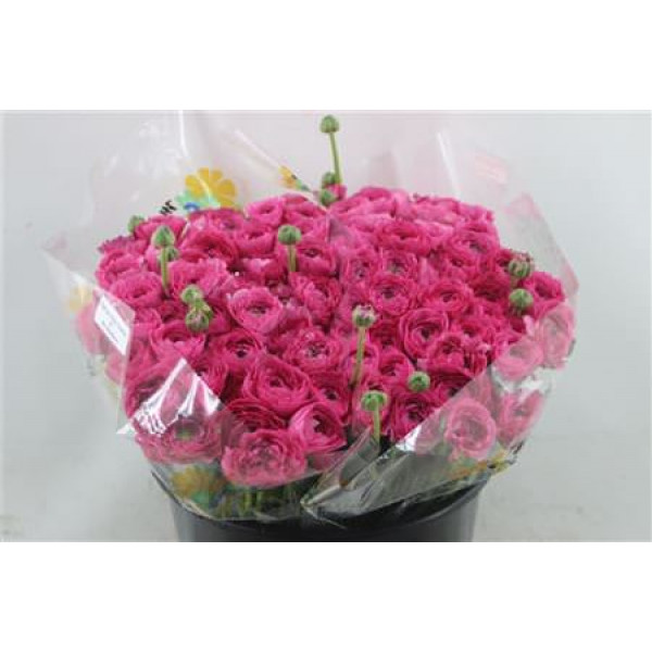 Ranunculus Cloni A1e Laser 45cm A1