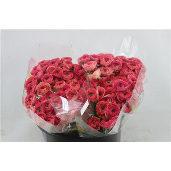 Ranunculus Cloni A1e Pink 433 45cm A1