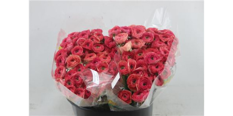 Ranunculus Cloni A1e Pink 433 45cm A1