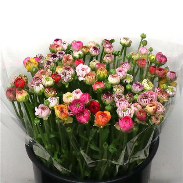 Ranunculus El Stripe Mix 40cm A1