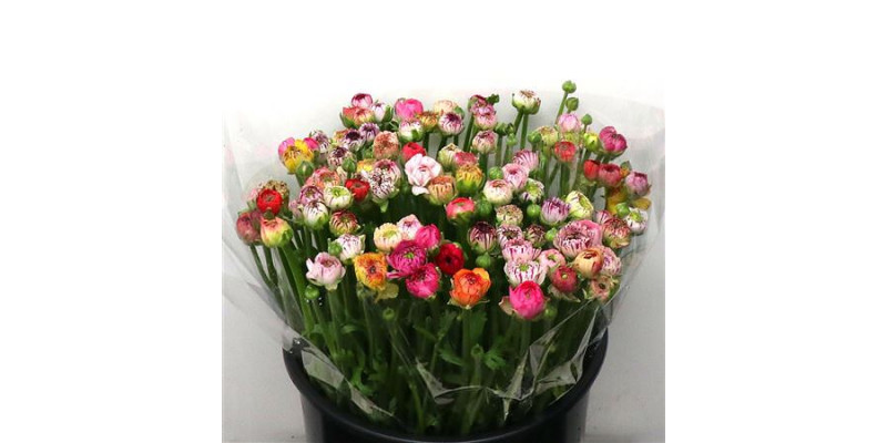 Ranunculus El Stripe Mix 40cm A1