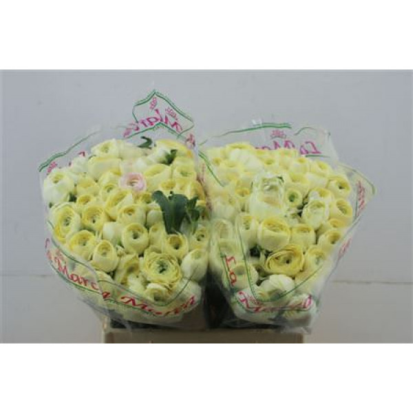 Ranunculus Cloni A1e Cream 45cm A1