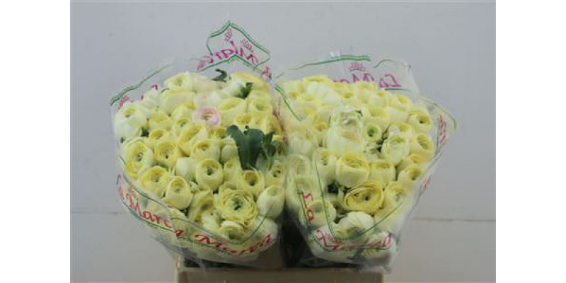 Ranunculus Cloni A1e Cream 45cm A1