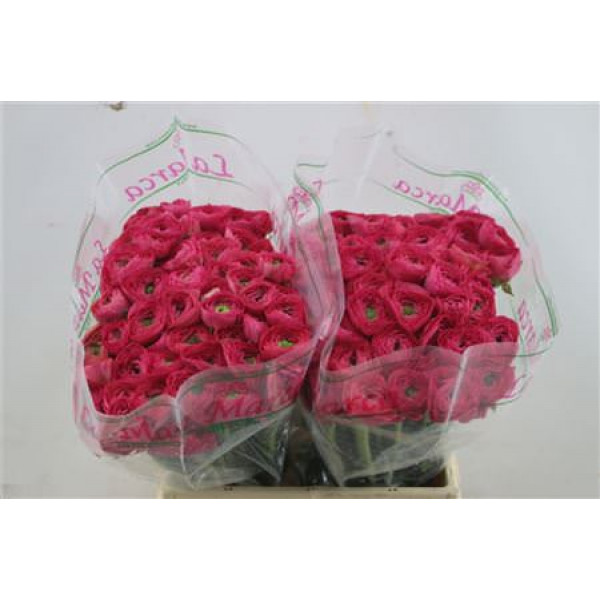 Ranunculus Cloni A1e Pink 45cm A1