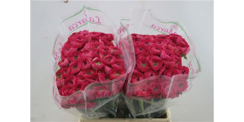 Ranunculus Cloni A1e Pink 45cm A1