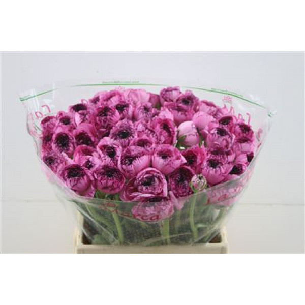 Ranunculus Cloni Cappuccino 45cm A1