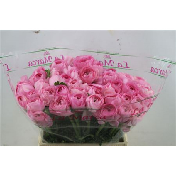 Ranunculus Cloni Favola  pink  45cm A1