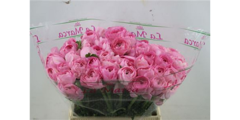 Ranunculus Cloni Favola  pink  45cm A1