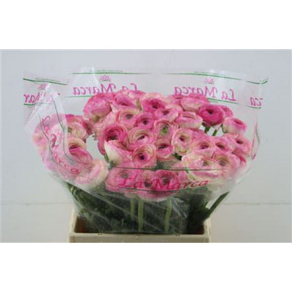 Ranunculus Cloni Felicidade 45cm A1