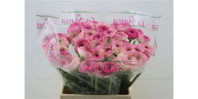 Ranunculus Cloni Felicidade 45cm A1