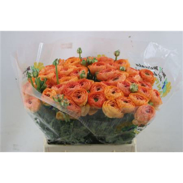 Ranunculus Cloni Lambada  orange  45cm A1