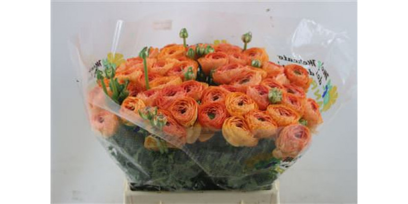 Ranunculus Cloni Lambada  orange  45cm A1