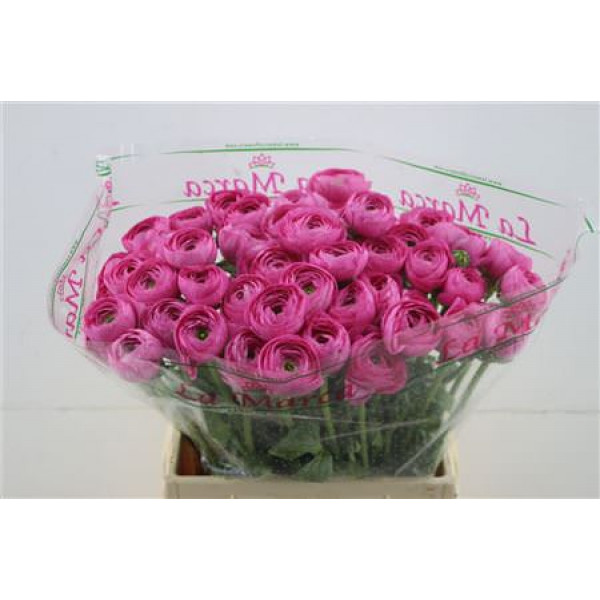 Ranunculus Cloni Lazer 45cm A1