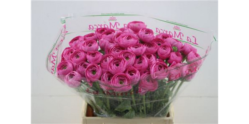 Ranunculus Cloni Lazer 45cm A1