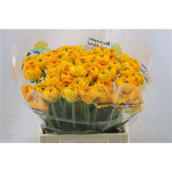 Ranunculus Cloni Omega  yellow  45cm A1