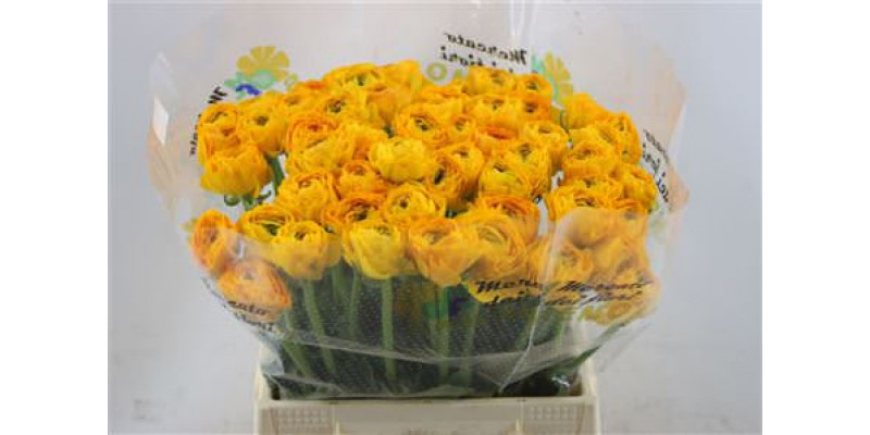 Ranunculus Cloni Omega  yellow  45cm A1