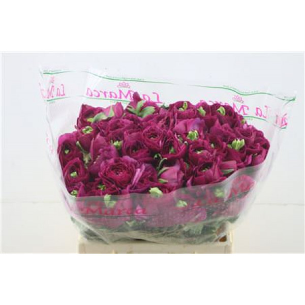 Ranunculus Cloni Sherry 45cm A1