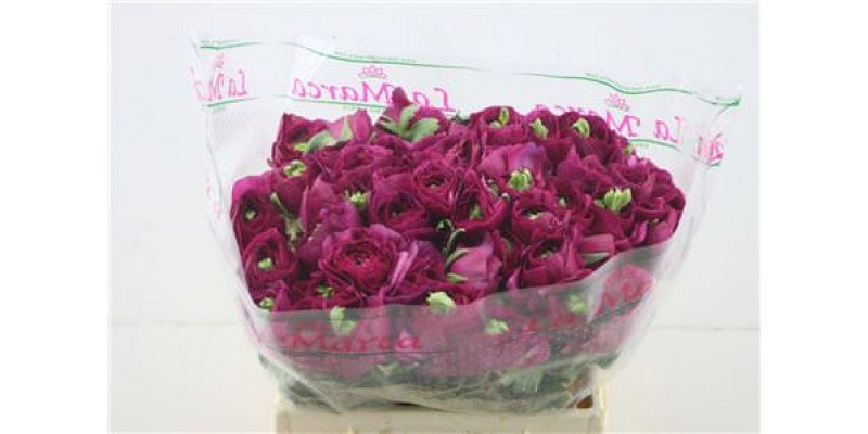 Ranunculus Cloni Sherry 45cm A1