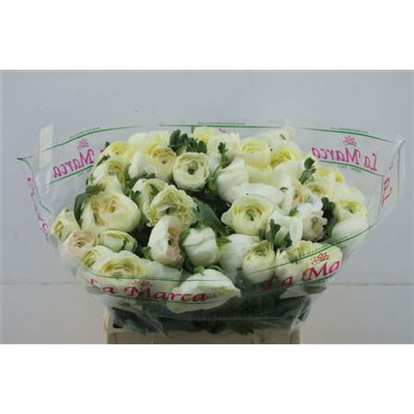 Ranunculus Cloni Vanilla Cream 45cm A1