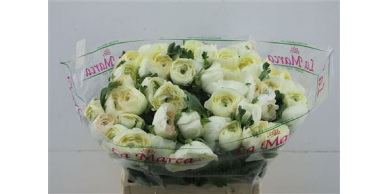 Ranunculus Cloni Vanilla Cream 45cm A1