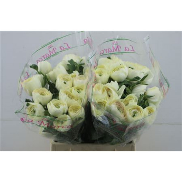 Ranunculus Cloni Zuper Cream 45cm A1