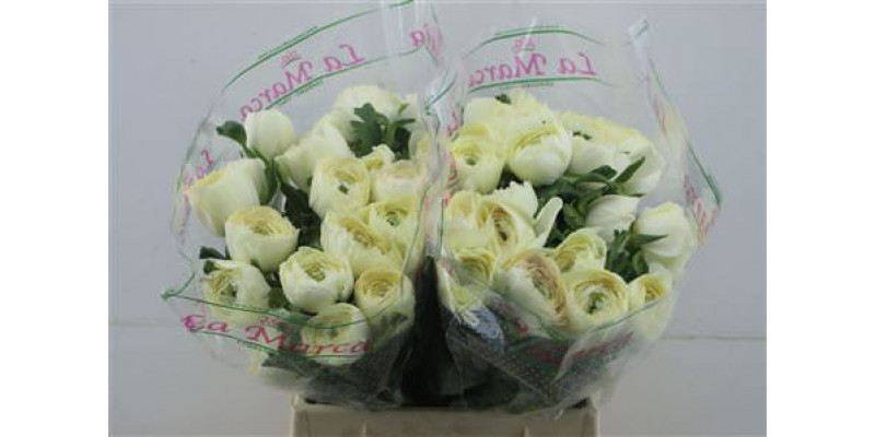 Ranunculus Cloni Zuper Cream 45cm A1