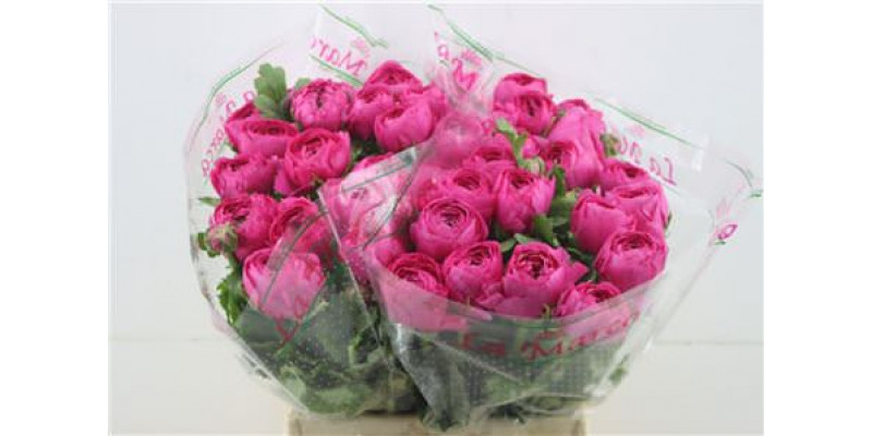 Ranunculus Cloni Zuper Hot Pink 45cm A1