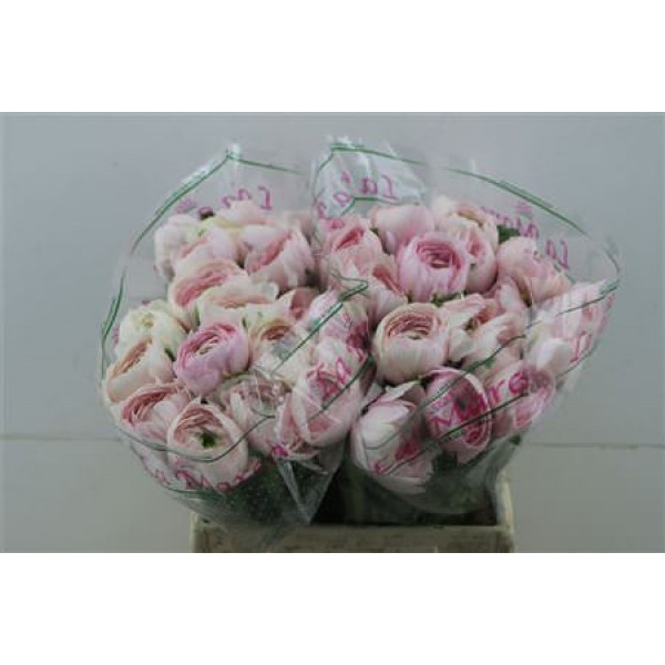 Ranunculus Cloni Zuper Tolosa 45cm A1