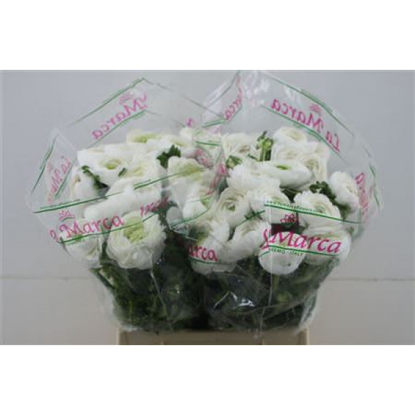 Ranunculus Cloni Zuper White 45cm A1