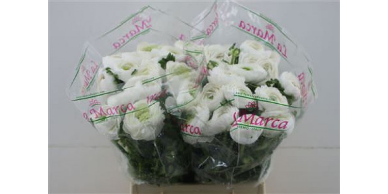 Ranunculus Cloni Zuper White 45cm A1