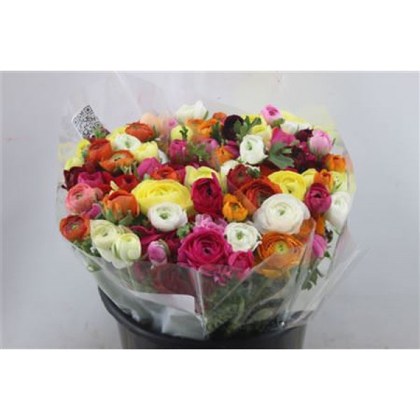 Ranunculus Elegance Mix Rainbow 40cm A1